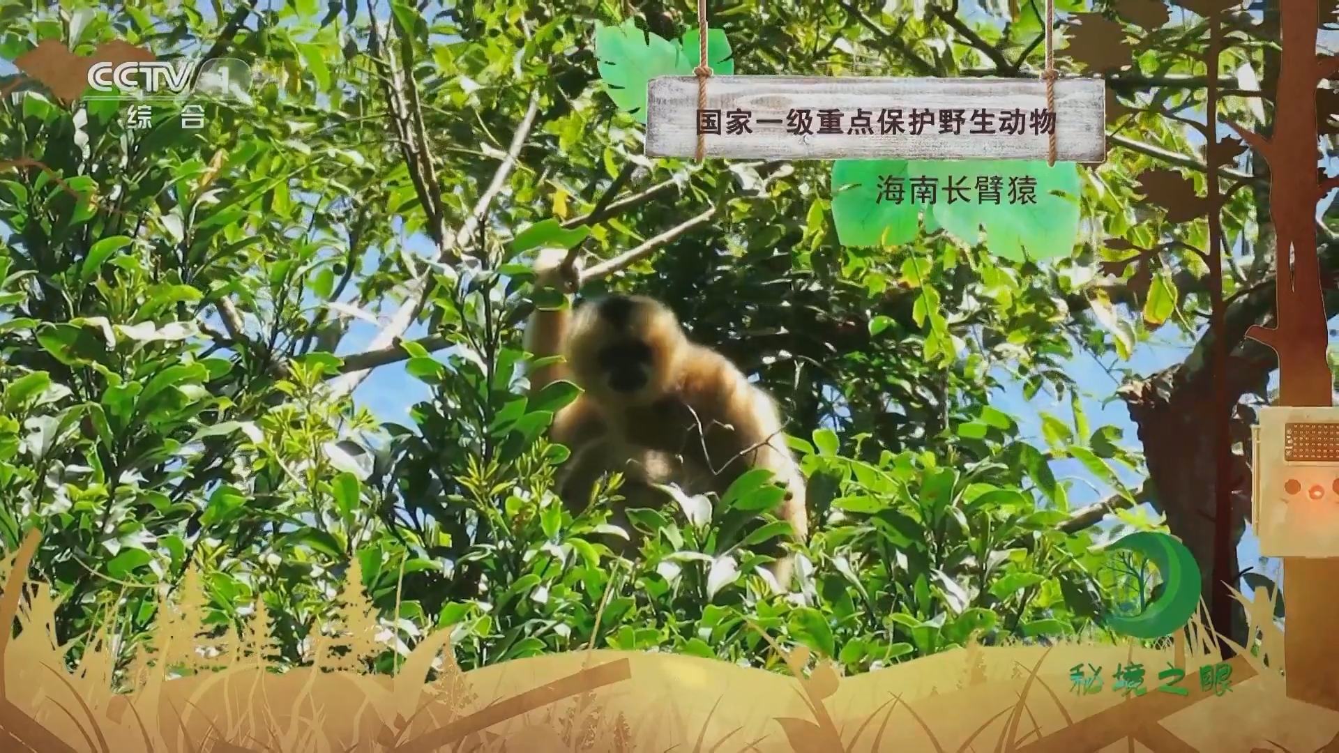 秘境之眼 《秘境之眼》 海南长臂猿 20230829