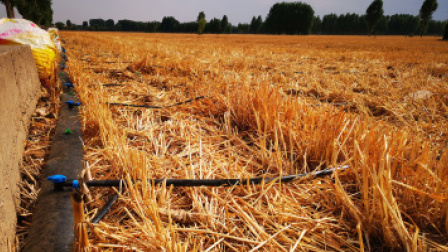 河南全力抗旱保种！济源农业专家教你科学灌溉节水法