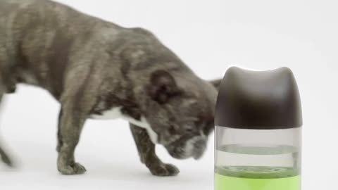 一犬一话 告别脏脚掌从今天开始