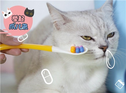 举起爪儿来 实用猫咪喂药法