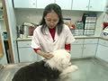 狗狗周记第一季 狗狗週記 第一季14