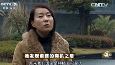致富经 [致富经]她发现蘑菇的商机之后(20160324)