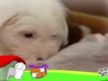 狗狗日记 第42天 我的大老鼠