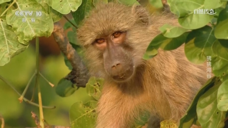 《自然传奇》 20260212 狒狒河谷