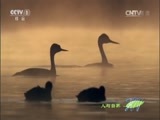 人与自然 《人与自然》 20150716 自然发现：生命——天高任鸟飞（下）
