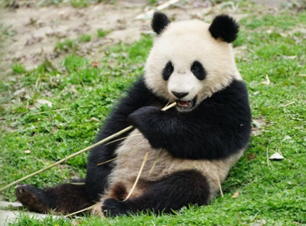 加更版：优悠骄阳小学生式打架