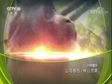 地理中国 《地理中国》 20180217 山河春色·神山灵草