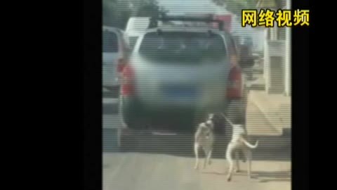 城市直通车 SUV当街拖狗引来骂声一片