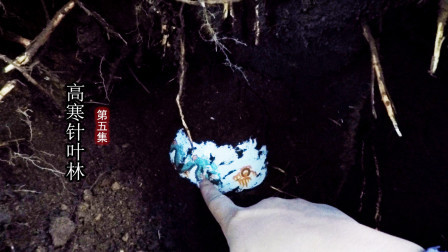 高寒针叶林生存05：挖地洞储存野果，挖到不明瓷碗，内心忐忑不安