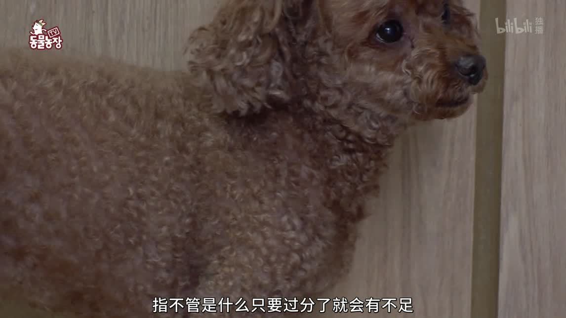 动物农场2020 分离焦虑症的灰喜鹊