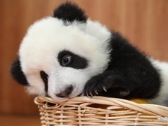 经典传奇 怪异的熊猫宝宝