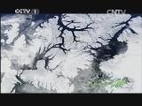 人与自然 《人与自然》 20131230 自然故事 北极的捕食者（上）