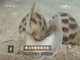 致富经 《致富经》 20160122 养上吃鱼的螺之后
