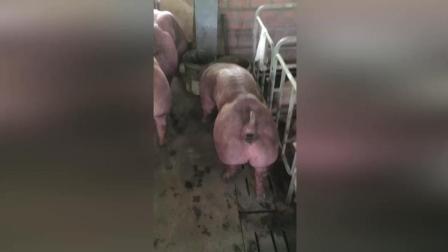 柬埔寨爆肌猪健硕如牛 寸步难行