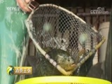 消费主张 《消费主张》 20180122 节前水产市场消费调查