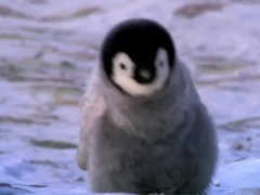 企鹅间谍第2集:征途