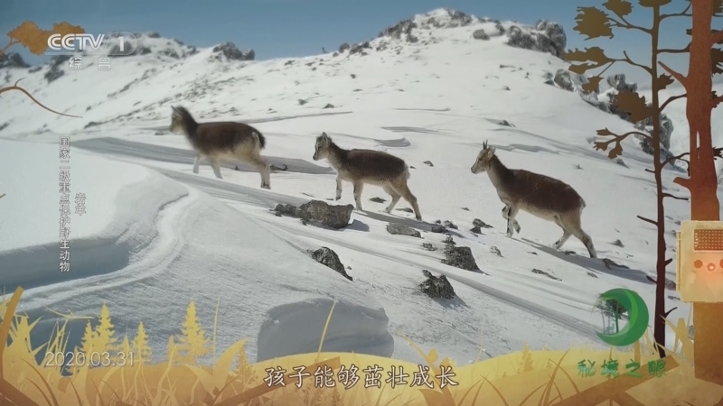 秘境之眼 《秘境之眼》 大熊猫/小麂/中华鬣羚/岩羊 20231004