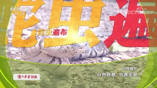 地理中国 《地理中国》 20191013 自然奇景·沧源圣草