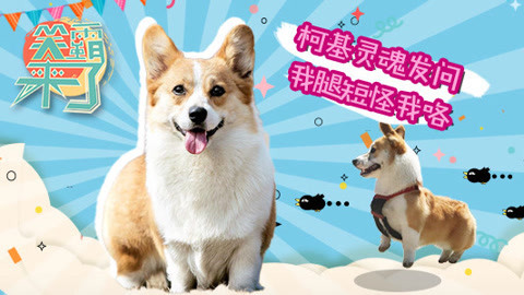 笑霸来了欢畅版 腿短志不短的柯基