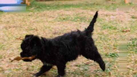 修剪蓬松小萌犬