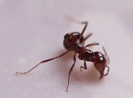 新闻大求真 红火蚁从何而来？