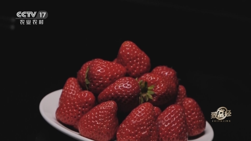 致富经 《致富经》 20230504 草莓博士的甜蜜事业
