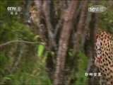 动物世界 《动物世界》 20170811 动物辣妈篇（四）