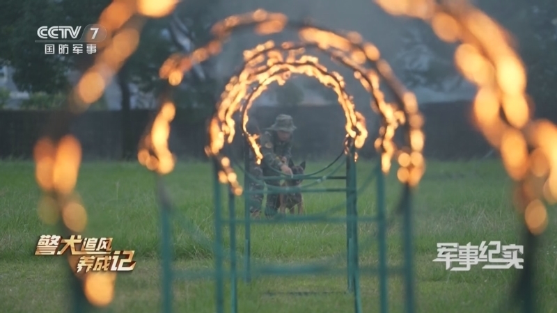 军事纪实 《军事纪实》 20240807 警犬追风养成记