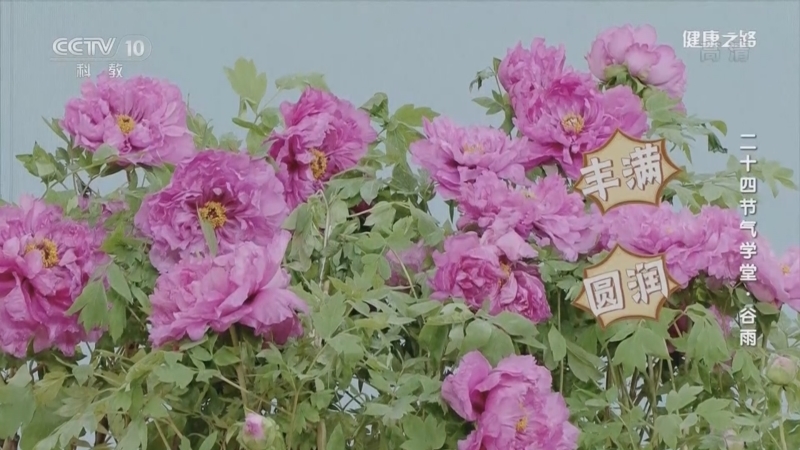 健康之路 《健康之路》 20220420 二十四节气学堂·谷雨