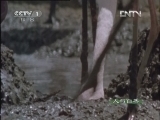 人与自然 《人与自然》 20121023 自然启示 集群的奥秘—逃离困境