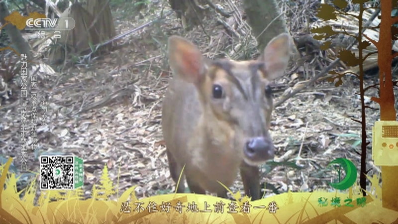 《秘境之眼》 海南长臂猿/海南赤麂/海南孔雀雉/巨松鼠/椰子狸 20211020