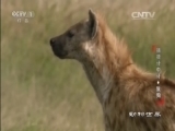 动物世界 《动物世界》 20160619 捕猎计中计-鬣狗