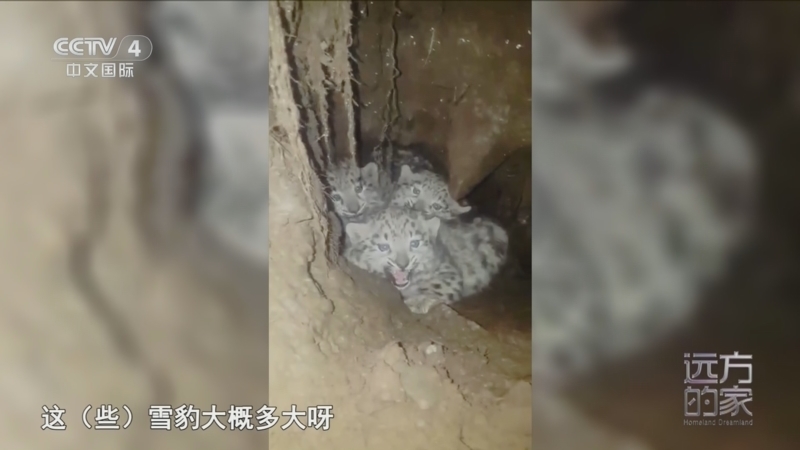 远方的家 《远方的家》 20260430 中国自然秘境 雪域花开 高原精灵