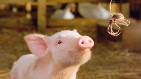 聪明蜘蛛写9个字救小猪