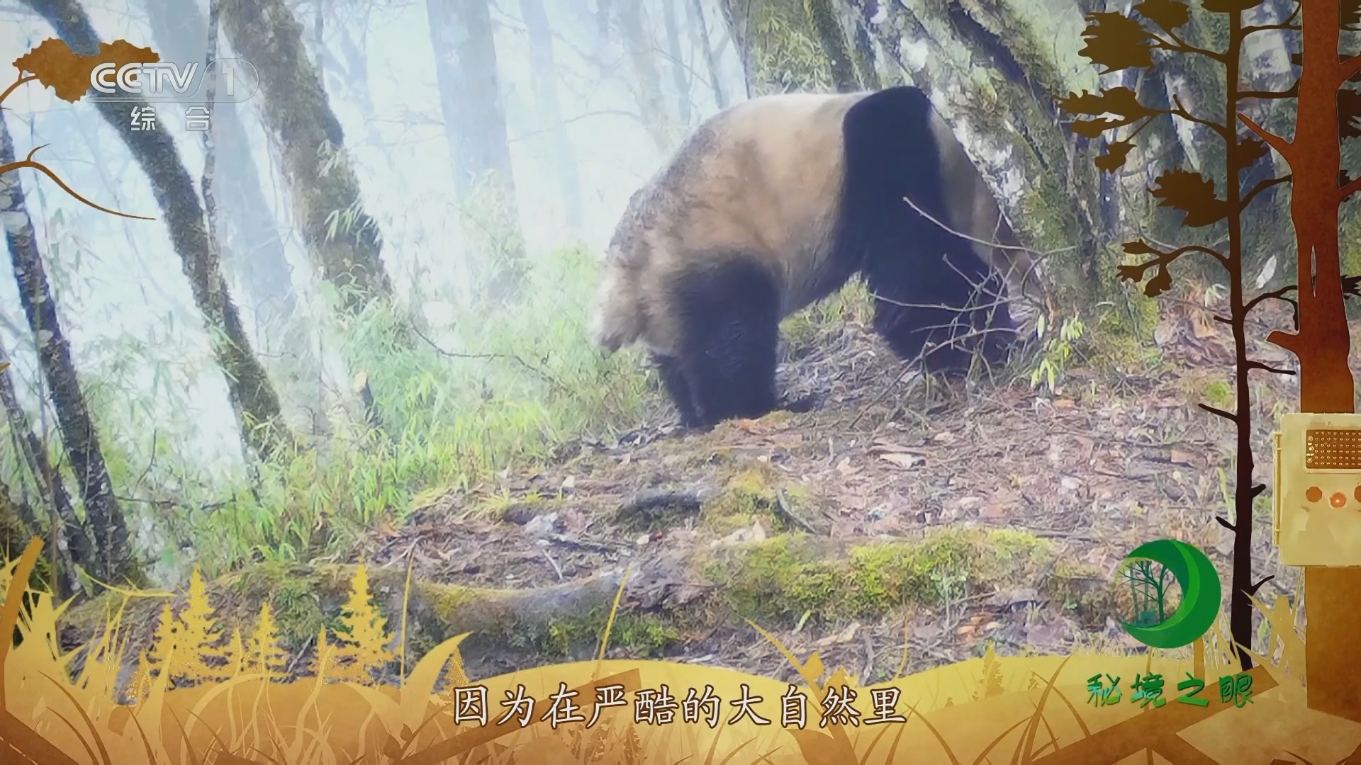 秘境之眼 《秘境之眼》 大熊猫 20231225