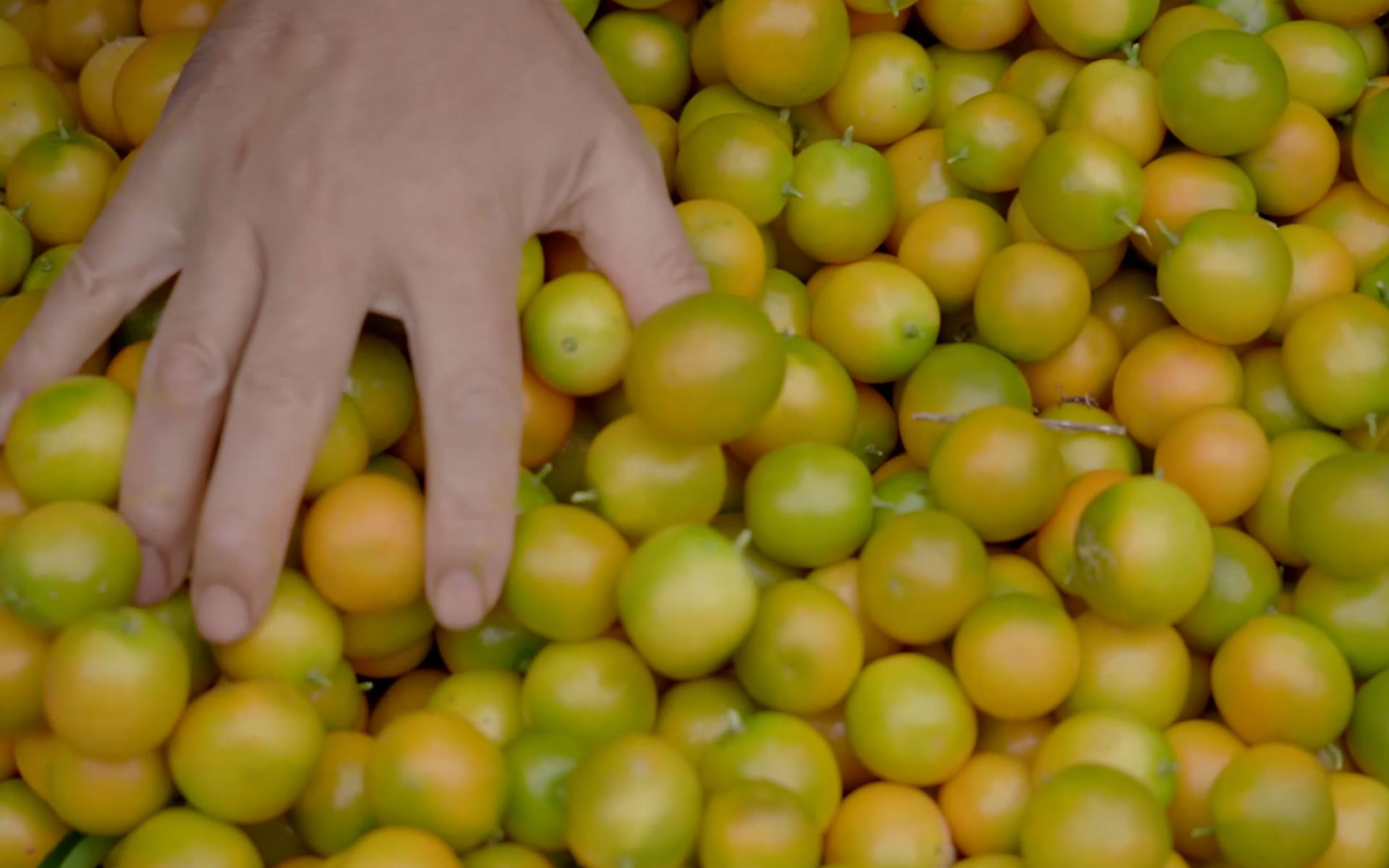 李教授的土味儿