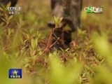 军事报道 《军事报道》 20160407