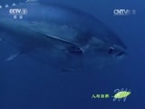 人与自然 《人与自然》 20150806 自然发现：捕食者的本能 — 速度（上）