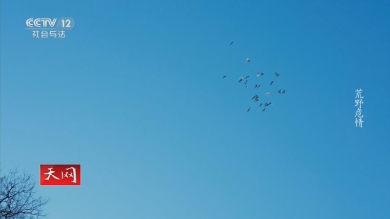 《天网》 20260331 荒野危情