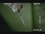 动物世界 《动物世界》 20121228 猎手争霸赛（三）