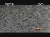 生财有道 《生财有道》 20140723 老何的养鱼经