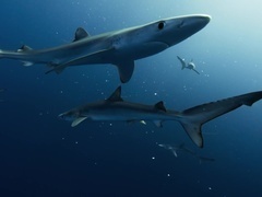 蓝色星球 第二季(Blue Planet II)(普通话版)第4集:深蓝海洋