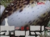 自然传奇 大自然的猜想（三）[自然传奇] 20120305