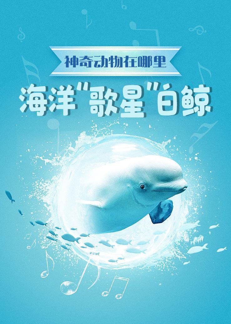 神奇动物在哪里 海洋“歌星”白鲸