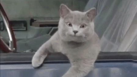 猫男AaronsAnimals 第一季 铲屎官也有被套路的一天? 和喵星人相约来场帅气跑酷 结局好悲惨 08