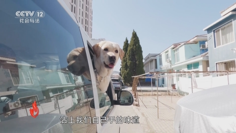 道德观察 《道德观察(日播版)》 20250607 你好！导盲犬