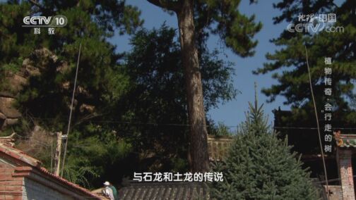 地理中国 《地理·中国》 20200823 植物传奇·会“行走”的树