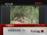 动物猎杀现场（六）[自然传奇] 20120228