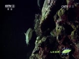 人与自然 《人与自然》 20151223 大堡礁——大自然的奇迹（下）