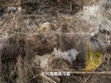 地理中国 《地理中国》 20160123 冬日奇景·追踪海雕8号（上）